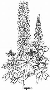 Coloring Lupine Flower Bluebonnet Drawing Flowers Pages Template Drawings Blue Adults Bonnet Texas Lupins Contact Vector Printable Volwassenen Voor Kleuren sketch template