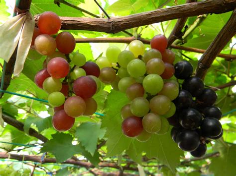 grape anggurindonesian  tropical herbal garden