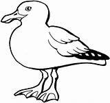 Seagull Coloring Pages Outline Clipart sketch template