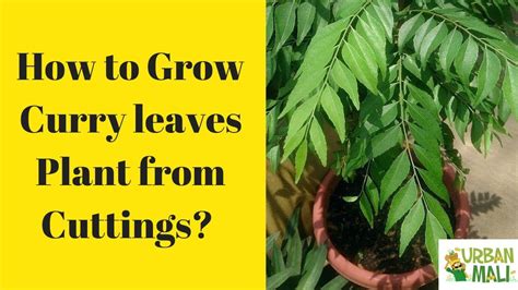 grow curry leaf plants  cuttings youtube