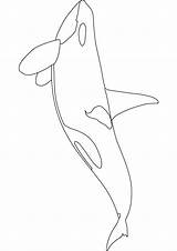 Orca Coloring Pages Whale Killer Drawing Baby Kids Sperm Printable Template Drawings Realistic Children Draw Tattoo Orcas Beluga Color Activity sketch template