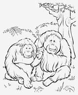 Orangutan Orangutans Clipartkey 346kb sketch template