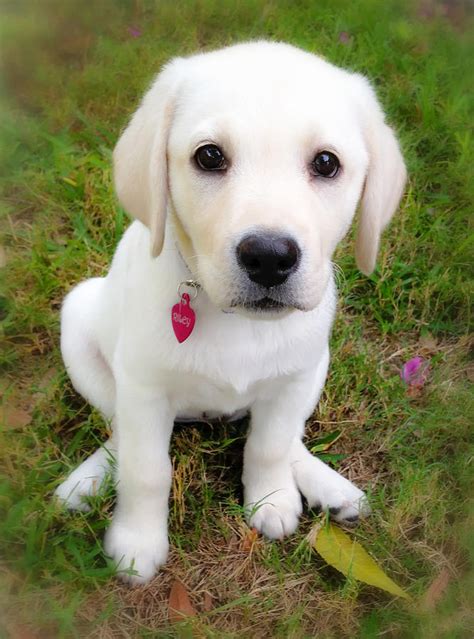 lab puppy photograph  stephen anderson fine art america