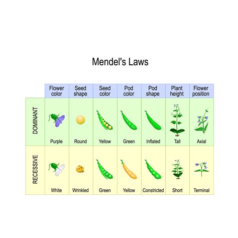Mendels Law And Mendelian Genetics Biology Online Tutorial