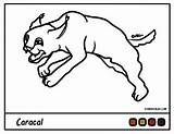 Coloring Caracal Pages Pig Flying Cartoon Getdrawings Printable Library Clipart Getcolorings Popular sketch template