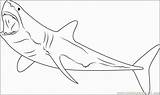 Megalodon Paintingvalley Sharks Clipartmag sketch template