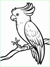 Burung Sketsa Macam Sindunesia sketch template