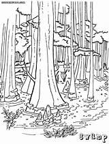 Swamp Coloring Pages Printable Drawing Colorings sketch template
