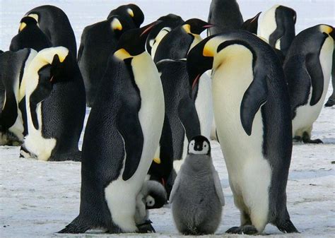 Penguins 25 Fascinating Facts About These Flightless Friends