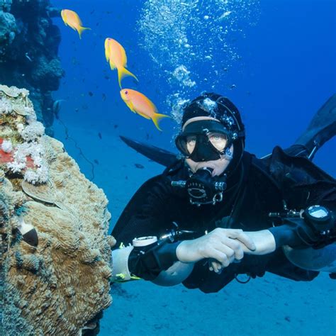 gold coast wreck and reef scuba diving tour gold coast dive adventures