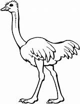 Clipart Ostrich Coloring Clipartbest sketch template