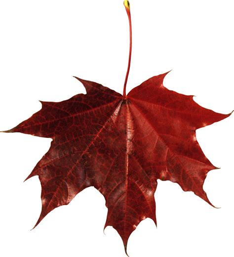 red leaf png image
