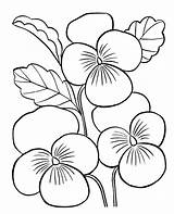 Coloring Easy Pages Adults Flower sketch template