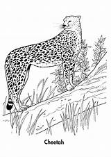 Gepard Ausmalbild Cheetah Letzte Seite Momjunction sketch template