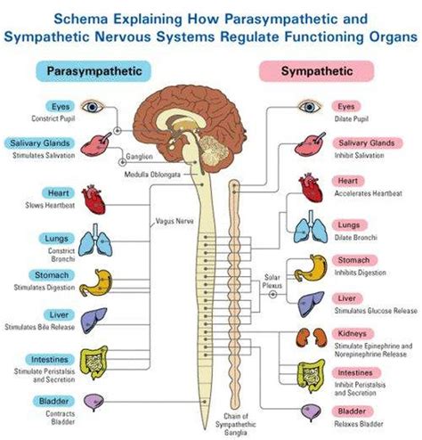 Pictures Of Autonomic Nervous System