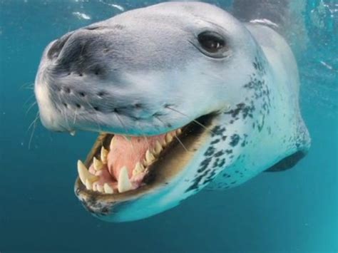leopard seal leopard seal leopard facts animals