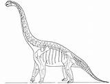 Coloring Dinosaur Skeleton Pages Fossil Brachiosaurus Dinosaurus Animal Bones Printable Bone Color Getcolorings Modest Getdrawings Print sketch template