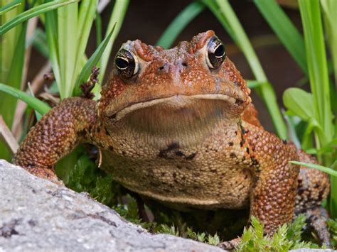 toad pictures  wallpaper home