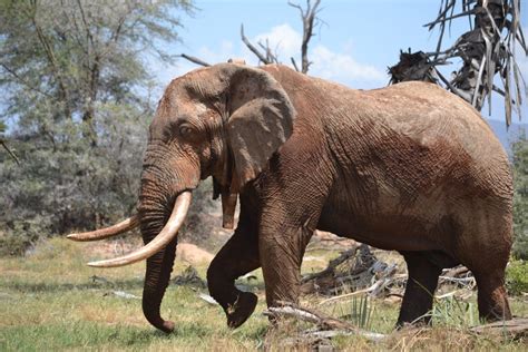 older    harder  seek  mating secrets  africas bull elephants british