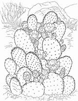 Cactus Coloring Pages Printable Kids Coloriage Sheets Adult Flowers Para Colorir Drawing Adults Gif sketch template