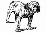 Dog Bulldog Coloring Pages sketch template