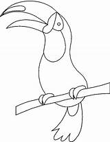 Toucan Coloring Bird Pages Getcolorings Printable Color sketch template