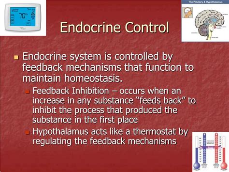 Ppt Human Endocrine And Reproductive System Powerpoint Presentation