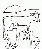 Cow Pages Coloring Baby Animal Kids sketch template