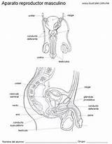Masculino Reproductor Aparato Nombres Con Para Del Partes Reproductive Sus Esquema Colorear System Anatomy Esquemas Dibujo Aparatos Femenino Sin Female sketch template