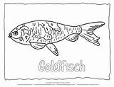 Coloring Goldfish Pages Fish Rainbow Clipart Popular Library Wonderweirded Wildlife sketch template