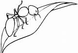 Hormigas Hormiga Dibujo Insectos sketch template