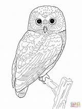 Coloring Owl Pages Printable Northern Detailed Spotted Adult Adults Sheets Print Colouring Choose Board Whet Saw sketch template