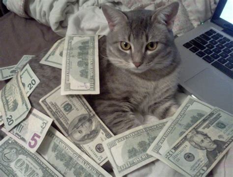 cats and cash 64 pics
