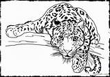Leopard Colorier Léopard Colouring Getdrawings Clipart Zoo Authentique Coloriages Leopards sketch template