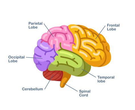 Function Of Occipital Lobe Can We Improve Our Vision