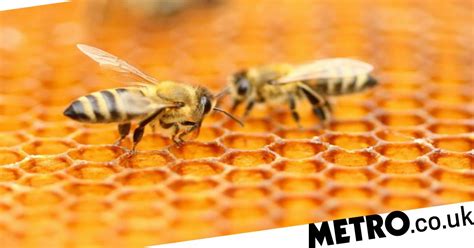 Scientists Figure Out How Bees Reproduce Without Having Sex Metro News