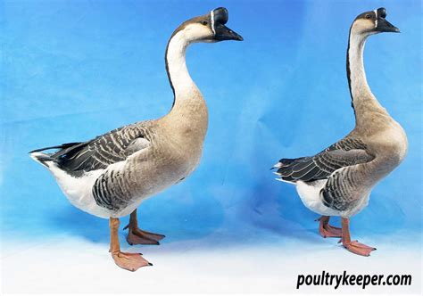 chinese geese