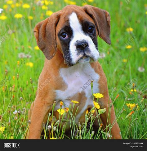 small cute boxer s image and photo free trial bigstock