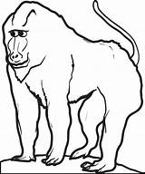 Baboon Coloring Pages Drawing Kids Drawings Printable 700px 14kb Getcolorings Clipartmag Supplyme sketch template