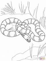 Snake Coloring Pages King Snakes California Garter Mamba Printable Drawing Cool Tiger Color Flower Cobra Getdrawings Supercoloring Designlooter Comments Getcolorings sketch template