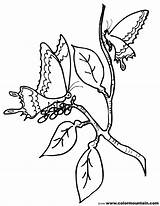Cocoon Butterfly Coloring Pages Drawing Colouring Printable Getdrawings Getcolorings Cocoons Color sketch template