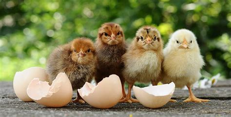 y a t il un poussin dans chaque œuf