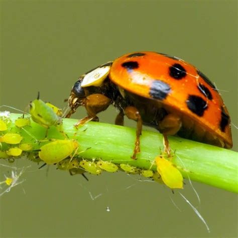 Buy Ladybugs Online Free 2 Day Shipping Planet Natural