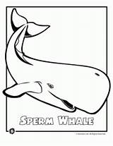 Whale Sperm Coloring Endangered Animal Pages Animals Ocean Kids Online Printable Color Gif Clipart Use Template sketch template