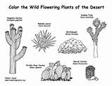 Desert Plants Coloring Cactus Pages Biome Labeled Flowering Labeling Animals Projects Worksheet Habitat Animal Outline Printable Clipart Worksheets Kids Exploringnature sketch template