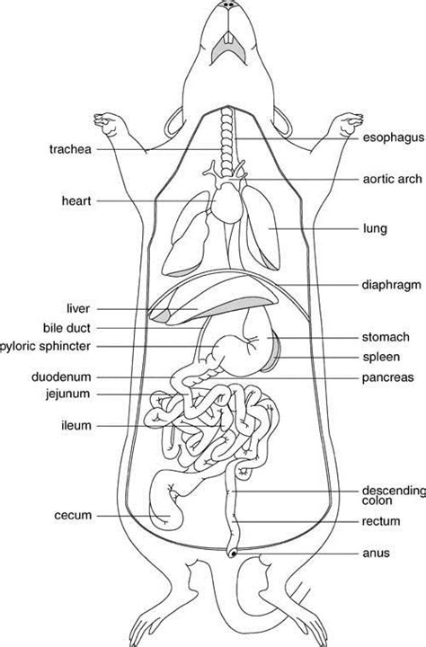 rat anatomy google search vet medicine anatomy biology lessons