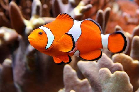 types  clownfish species   aquarium  pictures pet keen