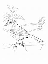 Jay Coloring Scrub Blue Pages Printable Birds Drawing Recommended Coloringbay Getcolorings Categories sketch template