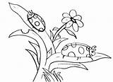 Colouring Pages Ladybird Getcolorings Color sketch template