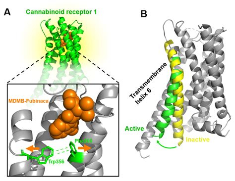 New 3d Structures Of Cannabinoid Receptor Inform Safer Drug Design